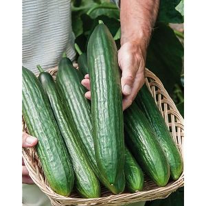 Concombres 1kg